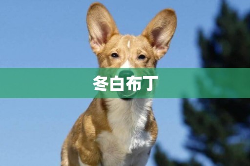 冬白布丁