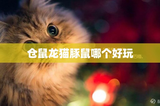 倉鼠龍貓豚鼠哪個好玩