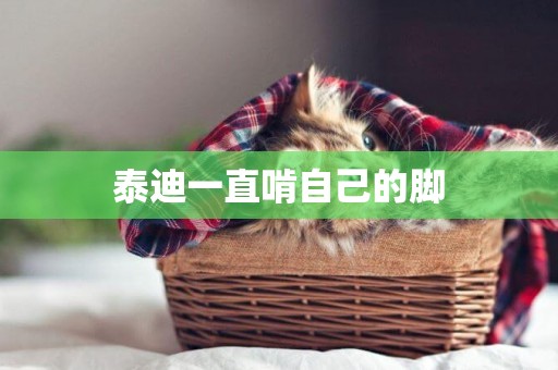 泰迪一直啃自己的腳