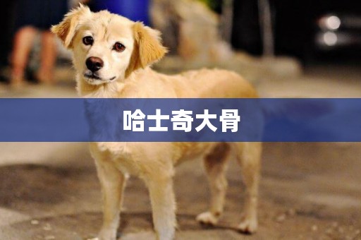 哈士奇大骨