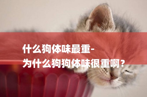 什么狗體味最重-
為什么狗狗體味很重啊？