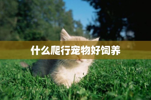 什么爬行寵物好飼養