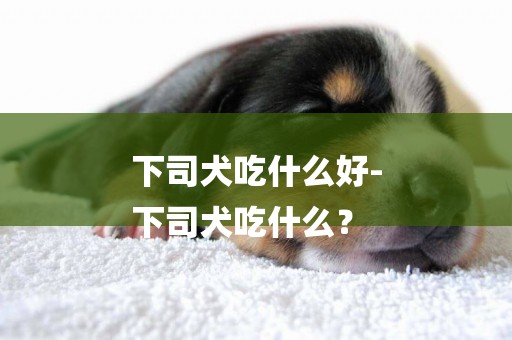 下司犬吃什么好-
下司犬吃什么？