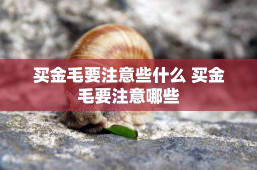 買金毛要注意些什么 買金毛要注意哪些