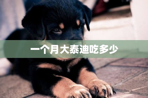 一個月大泰迪吃多少