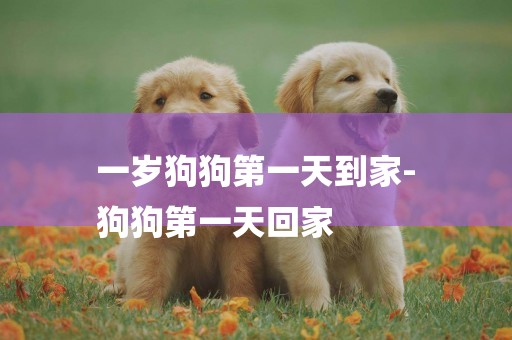一歲狗狗第一天到家-
狗狗第一天回家