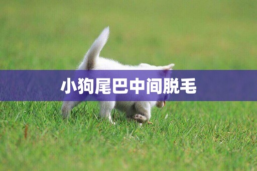 小狗尾巴中間脫毛
