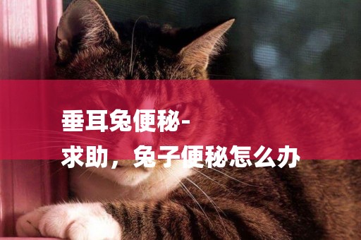 垂耳兔便秘-
求助，兔子便秘怎么辦