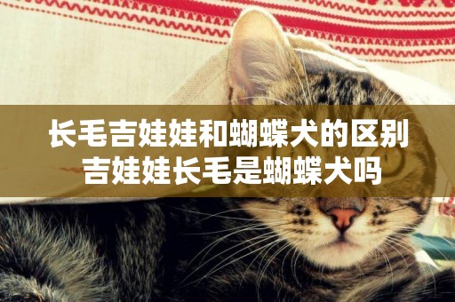 長毛吉娃娃和蝴蝶犬的區別 吉娃娃長毛是蝴蝶犬嗎