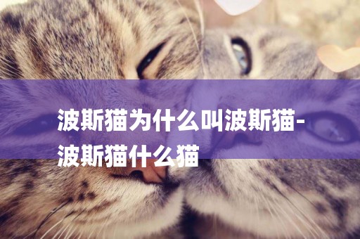 波斯貓為什么叫波斯貓-
波斯貓什么貓
