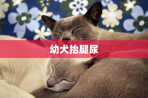 幼犬抬腿尿