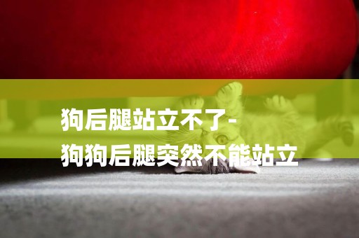 狗后腿站立不了-
狗狗后腿突然不能站立