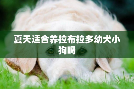 夏天適合養拉布拉多幼犬小狗嗎