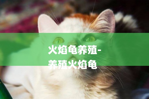 火焰龜養殖-
養殖火焰龜