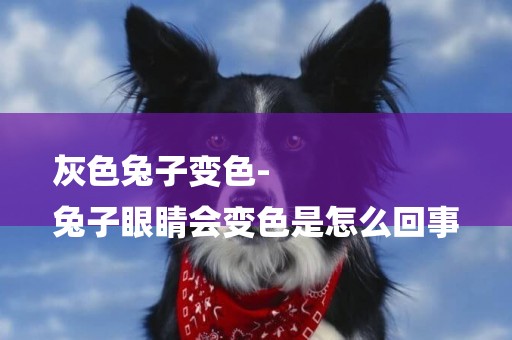 灰色兔子變色-
兔子眼睛會變色是怎么回事