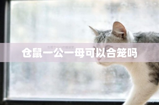 倉鼠一公一母可以合籠嗎