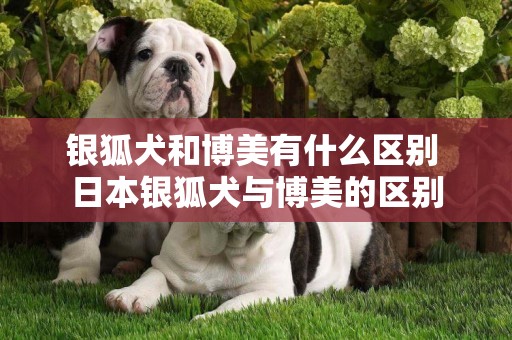 銀狐犬和博美有什么區別 日本銀狐犬與博美的區別