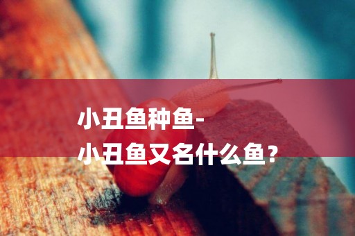 小丑魚種魚-
小丑魚又名什么魚？