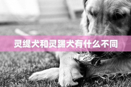 靈緹犬和靈踢犬有什么不同