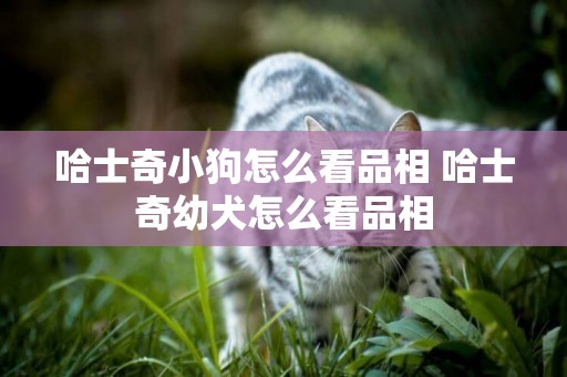 哈士奇小狗怎么看品相 哈士奇幼犬怎么看品相