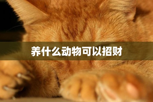 養什么動物可以招財
