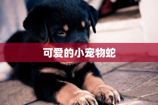 可愛的小寵物蛇