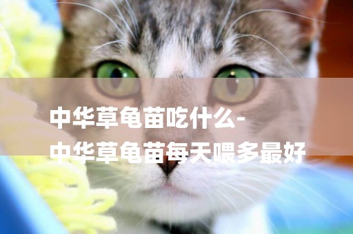 中華草龜苗吃什么-
中華草龜苗每天喂多最好