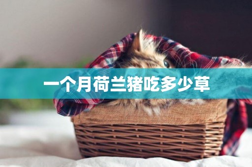 一個月荷蘭豬吃多少草