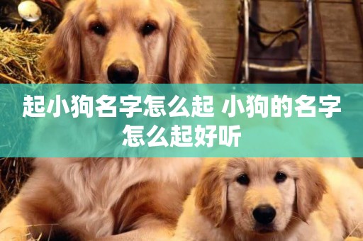 起小狗名字怎么起 小狗的名字怎么起好聽