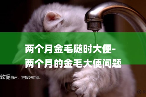 兩個月金毛隨時大便-
兩個月的金毛大便問題