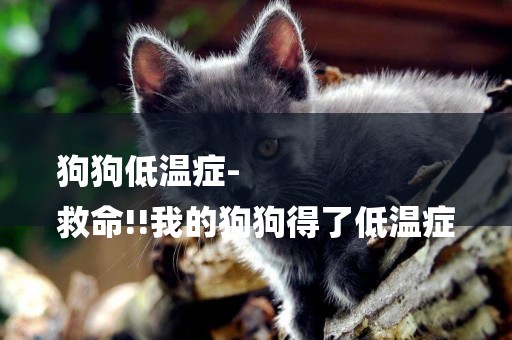 狗狗低溫癥-
救命!!我的狗狗得了低溫癥