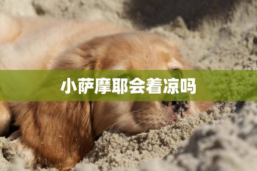 小薩摩耶會著涼嗎