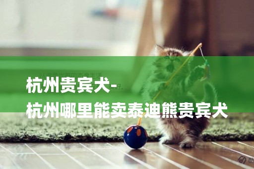 杭州貴賓犬-
杭州哪里能賣泰迪熊貴賓犬