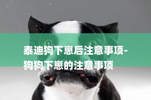 泰迪狗下崽后注意事項-
狗狗下崽的注意事項