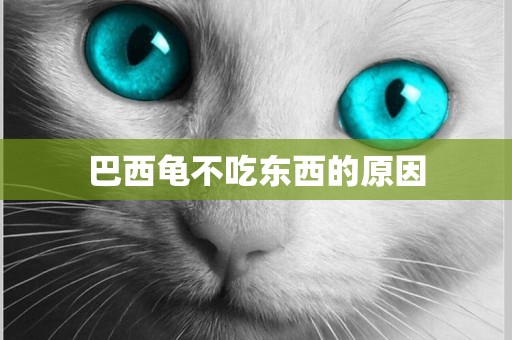 巴西龜不吃東西的原因