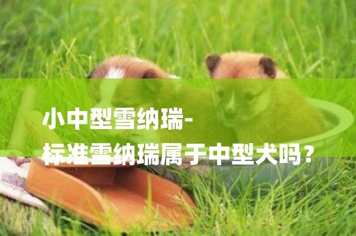 小中型雪納瑞-
標準雪納瑞屬于中型犬嗎？