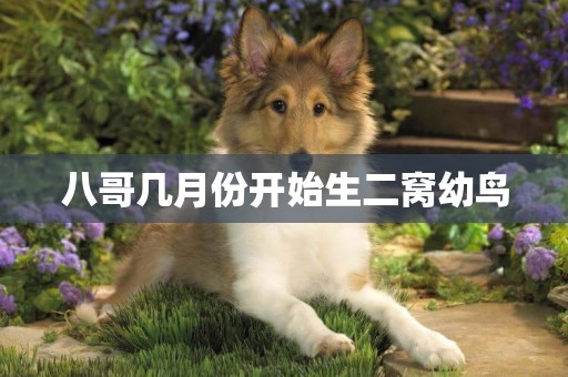 八哥幾月份開始生二窩幼鳥