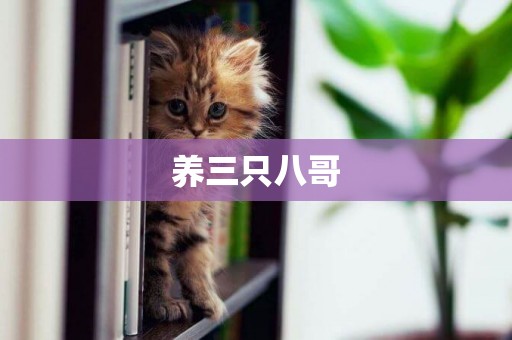 養三只八哥
