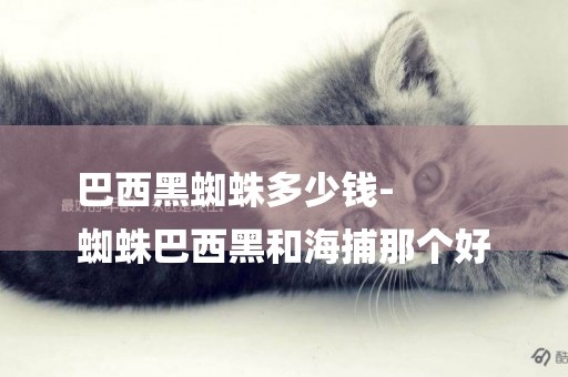 巴西黑蜘蛛多少錢-
蜘蛛巴西黑和海捕那個好