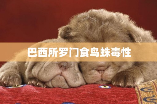 巴西所羅門食鳥蛛毒性