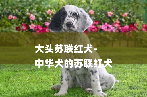大頭蘇聯紅犬-
中華犬的蘇聯紅犬