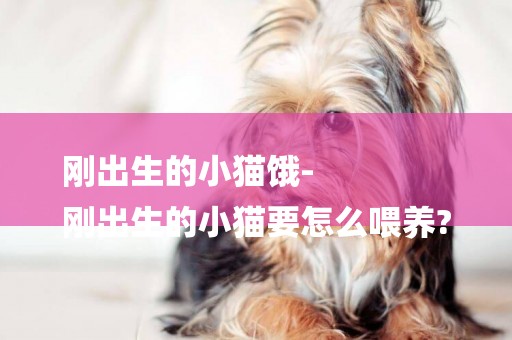 剛出生的小貓餓-
剛出生的小貓要怎么喂養?