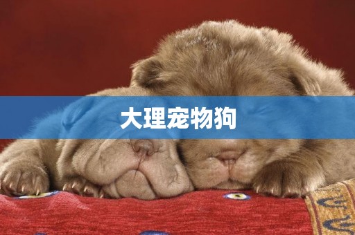 大理寵物狗