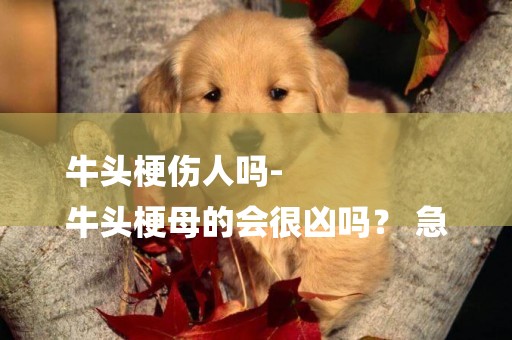 牛頭梗傷人嗎-
牛頭梗母的會很兇嗎？ 急
