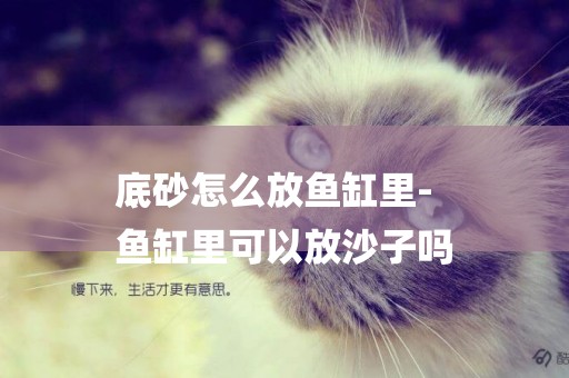 底砂怎么放魚缸里-
魚缸里可以放沙子嗎