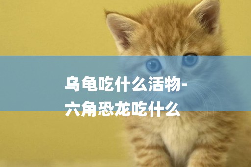烏龜吃什么活物-
六角恐龍吃什么