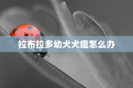 拉布拉多幼犬犬瘟怎么辦