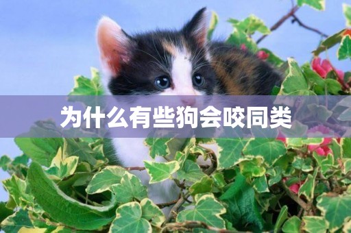 為什么有些狗會咬同類