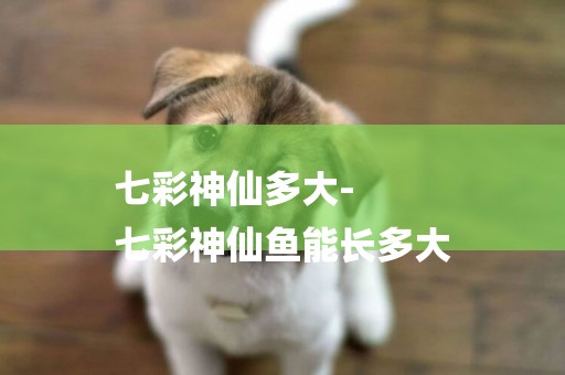 七彩神仙多大-
七彩神仙魚能長多大