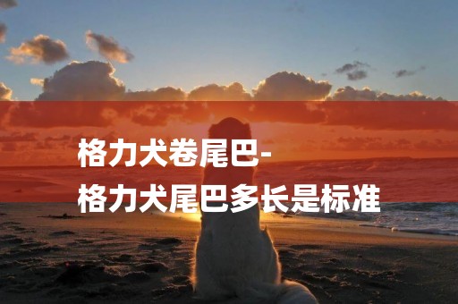 格力犬卷尾巴-
格力犬尾巴多長是標準